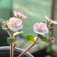 Gypsophila (Acanthophyllum) cerastioides